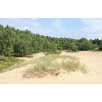 2690_5616 Wanderdüne am Rand der Boberger Niederung - Strandhafen und Gräser in der Düne.r | Naturschutzgebiet Boberger Niederung